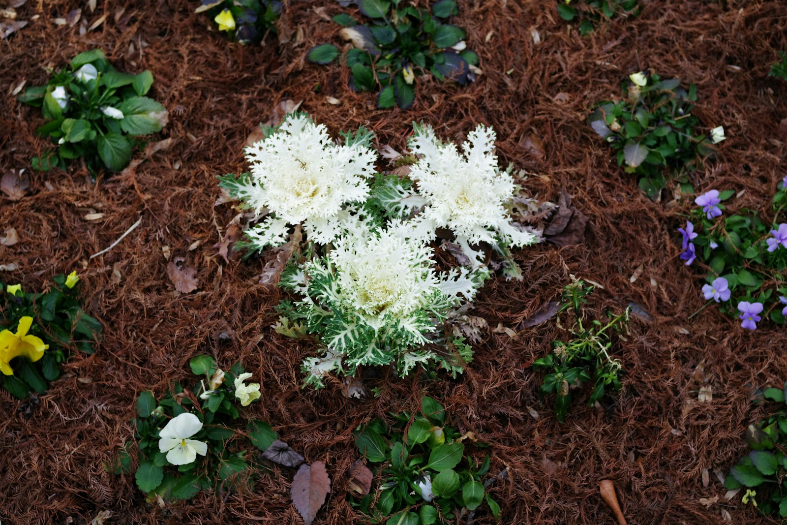 Front bed mulched in dark hardwood with seasonal annuals — Township-acceptable curb appeal.